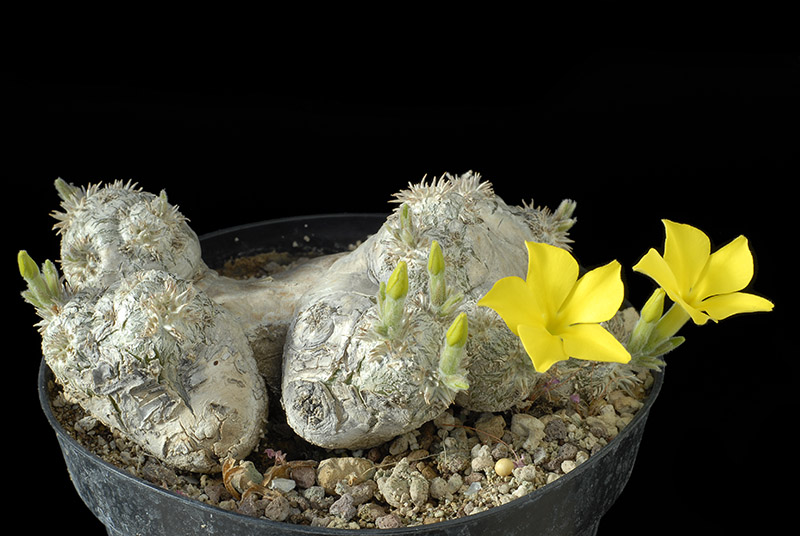 Pachypodium brevicaule Cm. 14 € 72,00.jpg